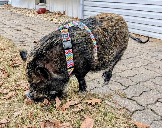 Ensemble harnais & laisse - cochon ADULTE