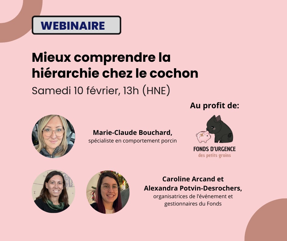 Webinaire en rediffusion - Mieux comprendre la hiérarchie chez le cochon