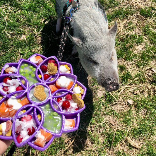 Grand plateau d'enrichissement - Mandala