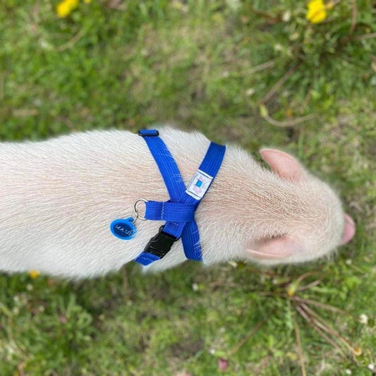 Ensemble harnais & laisse - BÉBÉ cochon